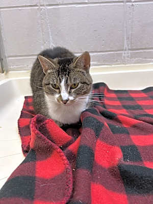 Photo of Feline Dion #image