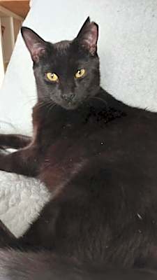 Photo of Koro #image
