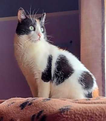 Photo of Amaya *FELV+* #image