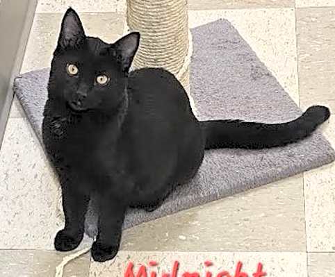 Photo of Midnight #image