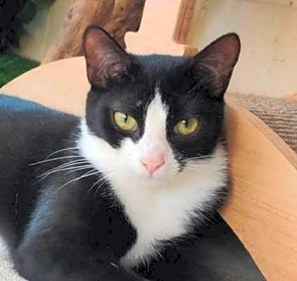 Photo of Figgy #image