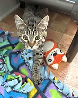 Photo of Tippy #image