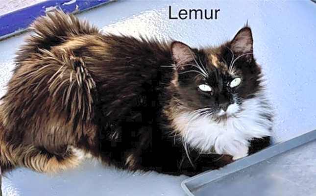 Photo of Lemur #image