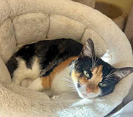 Photo of Taffy #image