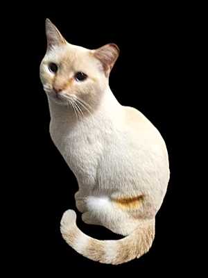 Photo of Ronni #image