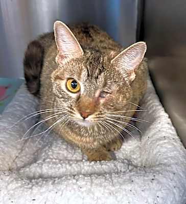 Photo of Willow #image