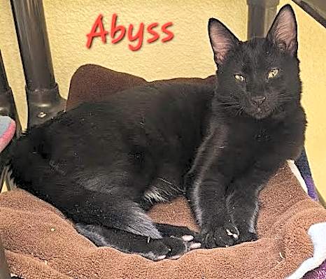 Photo of Abyss #image