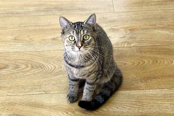 Photo of Ginger #image