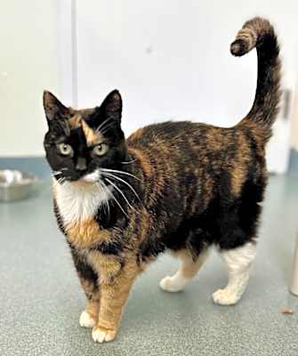 Photo of Callie (fka Swin) #image