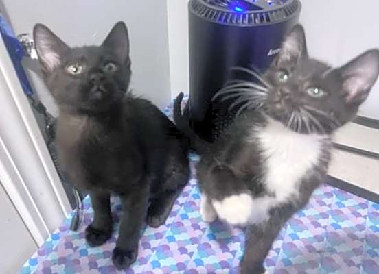 Photo of Rocket and Void #image