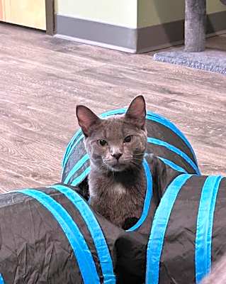 Photo of Oscar @ The Cat's Brew #image