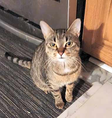 Photo of Toffee #image