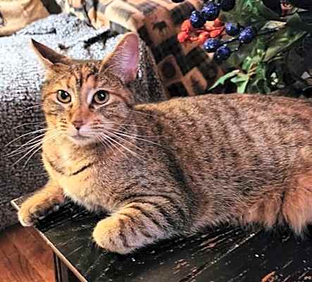 Photo of Snickers #image