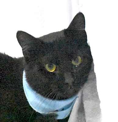 Photo of Briar #image