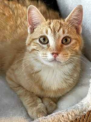 Photo of Cheeto #image