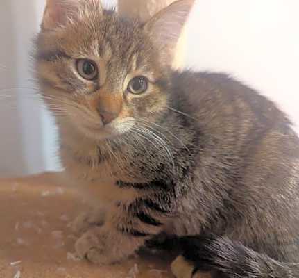 Photo of Nellie #image