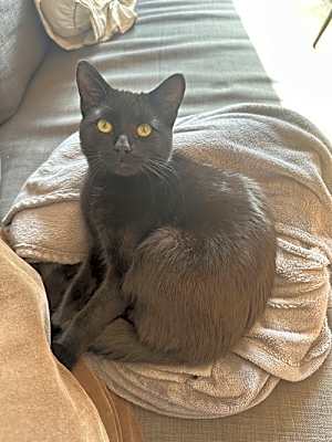 Photo of Gino #image