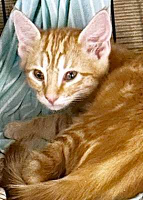 Photo of Otis Q #image