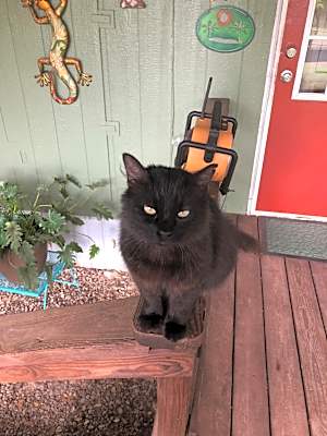 Photo of Black Kitty #image
