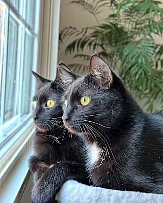Photo of Mewmew and Little Man #image