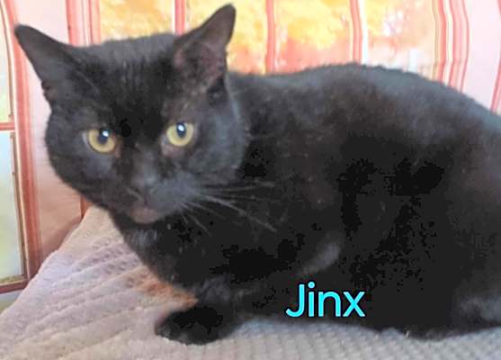 Photo of Jinx needs a home #image