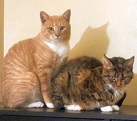 Photo of Zuzu & George *Bonded Pair* #image
