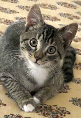 Photo of Mister Jay #image