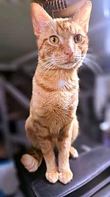 Photo of Chester #image