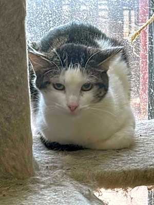 Photo of Buck #image