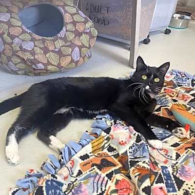 Photo of Huckleberry #image