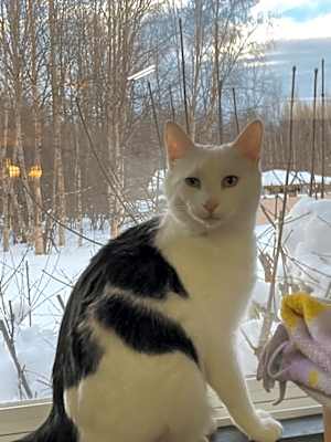 Photo of Arctic #image