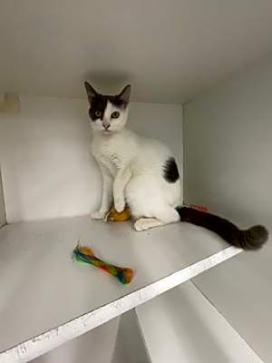 Photo of Sienna (Fee Waived) #image