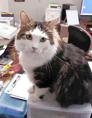 Photo of KeeKee #image