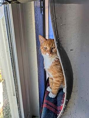 Photo of Ron - Considering safe indoor/outdoor placement #image