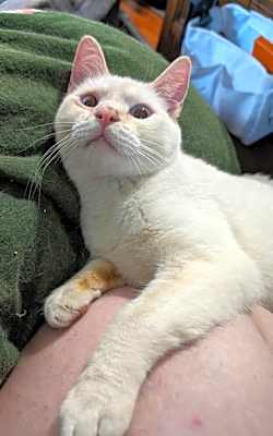 Photo of Mau #image