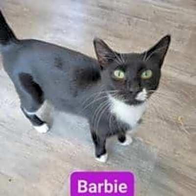 Photo of Barbie #image