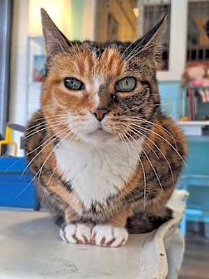 Photo of Kitty #image