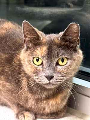 Photo of Sassy #image