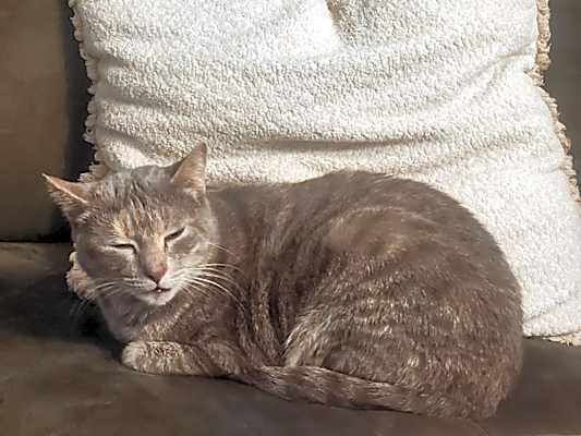 Photo of Priss #image