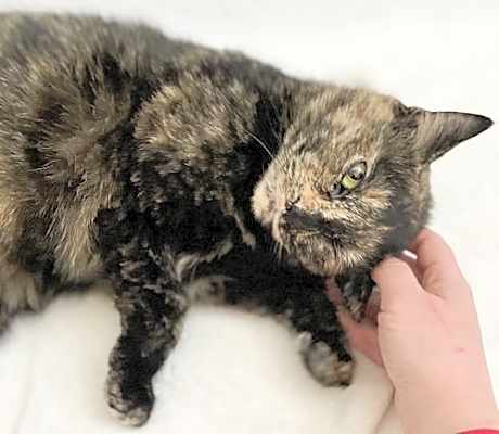 Photo of Ginger #image