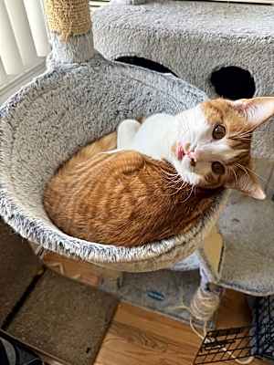 Photo of Milo #image