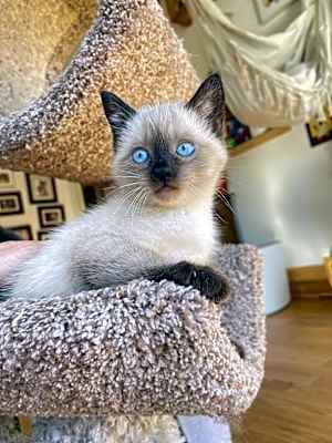 Photo of Mozart #image