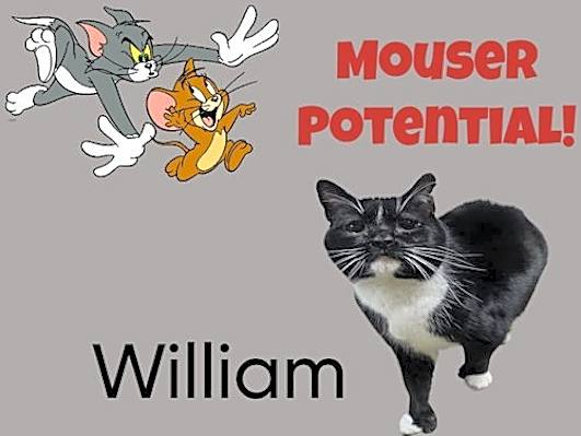 Photo of William - The Wild Kitty #image