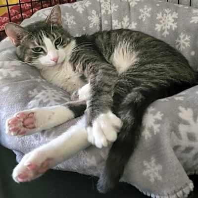 Photo of Leopold #image
