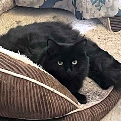 Photo of Luthien #image