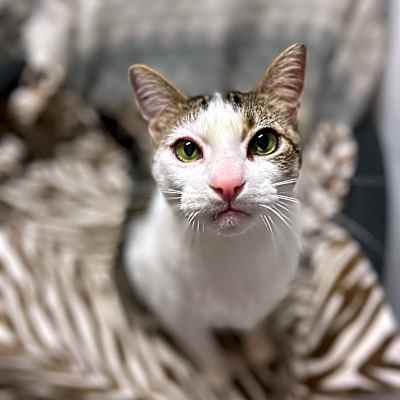 Photo of Link (Lincoln) #image