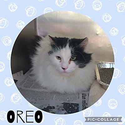 Photo of Oreo #image