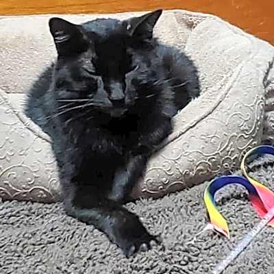 Photo of Sarge #image