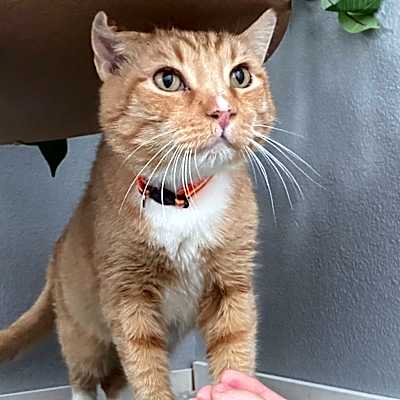 Photo of Thor #image