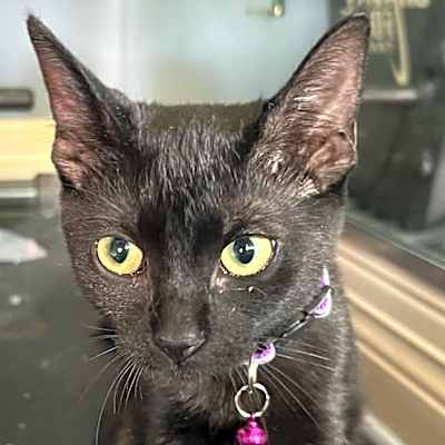Photo of Onyx #image